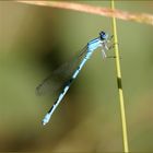 Ein blauer, "fliegender Stab" ...