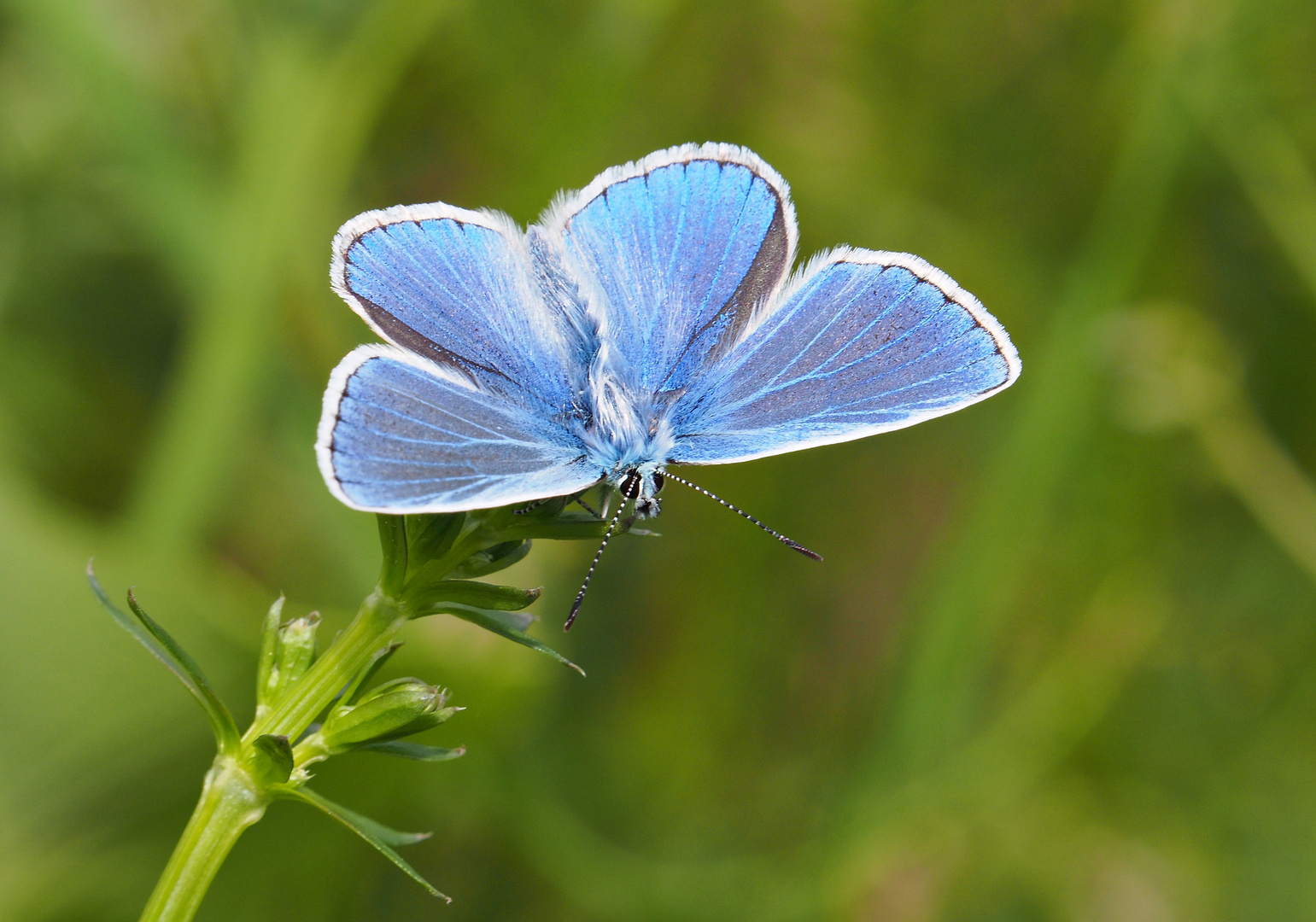 Ein Blauer im Grünen