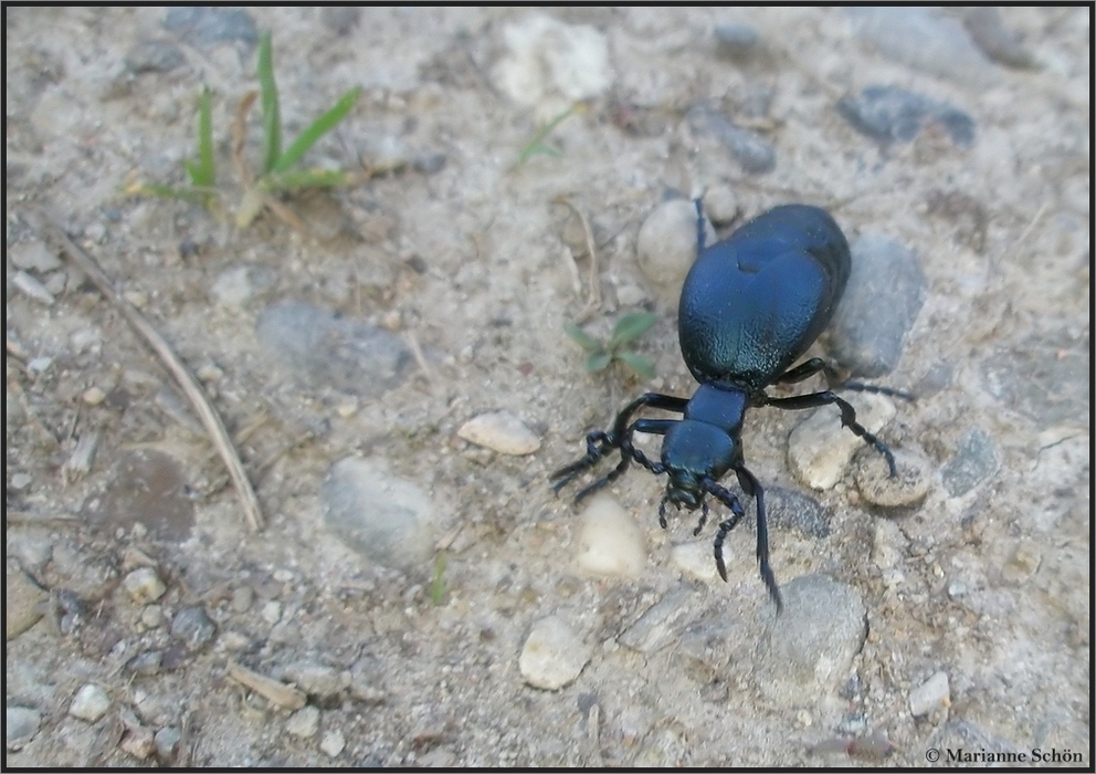 Ein blauer Maiwurm...