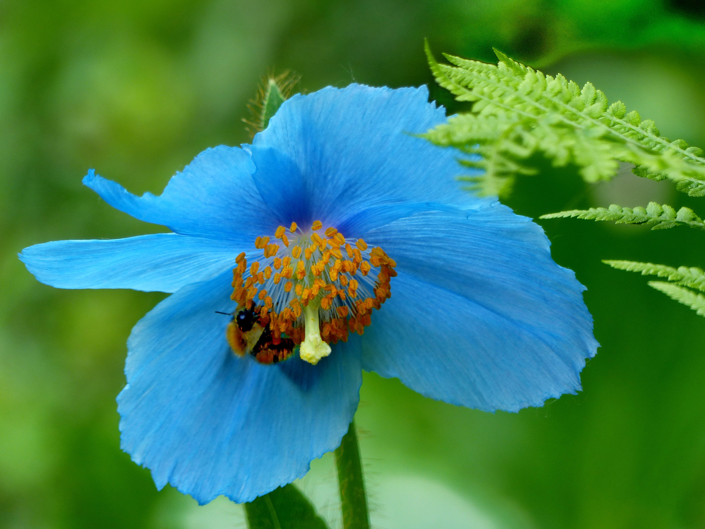 Ein blauer Mohn 