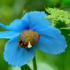 Ein blauer Mohn 