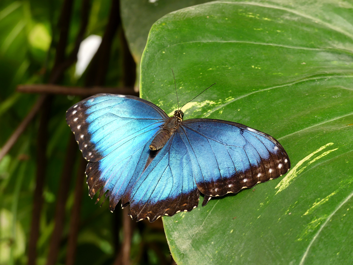 Ein Blauer Morpho