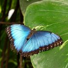 Ein Blauer Morpho