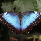 Ein 'Blauer Morphofalter'  in der Biosphäre Potsdam