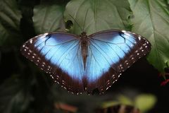 Ein 'Blauer Morphofalter'  in der Biosphäre Potsdam