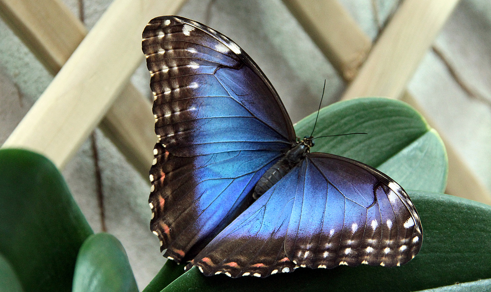 Ein 'Blauer Morphofalter' in der Biosphäre Potsdam