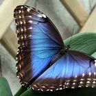 Ein 'Blauer Morphofalter' in der Biosphäre Potsdam