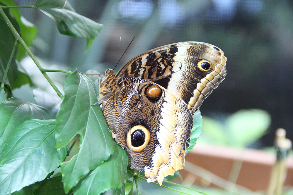 Ein 'Blauer Morphofalter'  mit geschlossenen Flügeln.