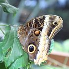 Ein 'Blauer Morphofalter'  mit geschlossenen Flügeln.