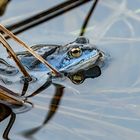 "EIN BLAUER" - nein, der hat Nix getrunken