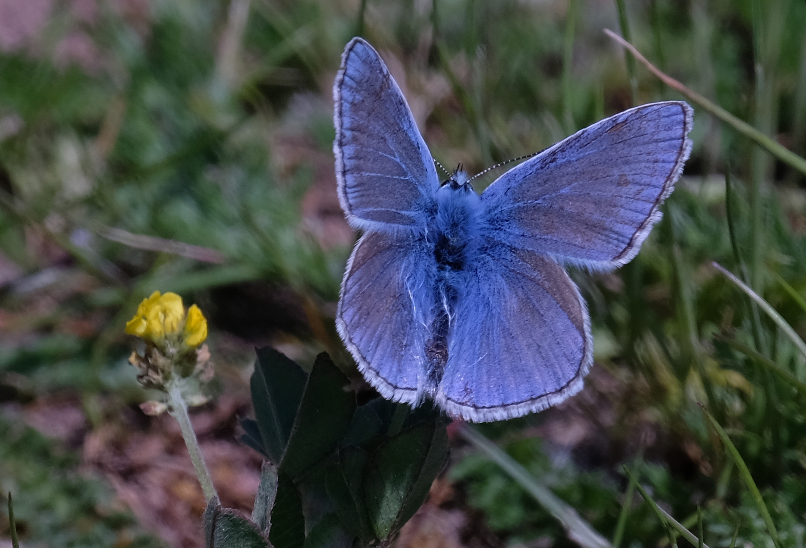 Ein Blauer - nur welcher?