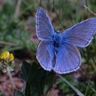 Ein Blauer - nur welcher?