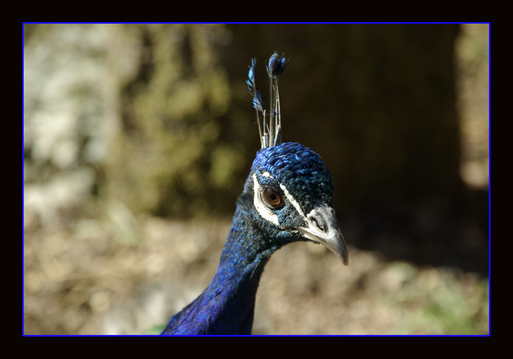 Ein blauer Pfau