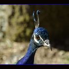 Ein blauer Pfau