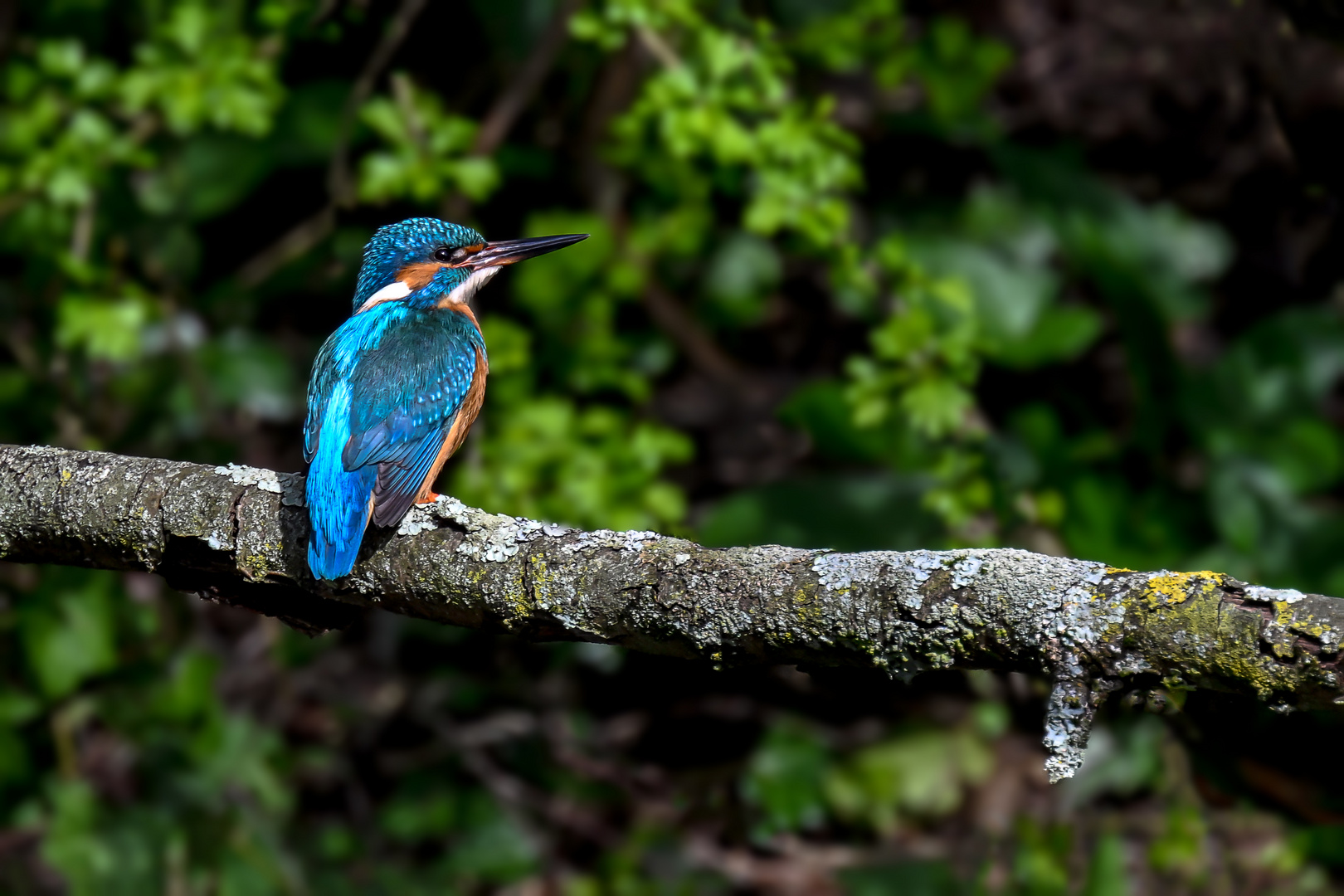 Ein blauer Rücken