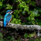 Ein blauer Rücken