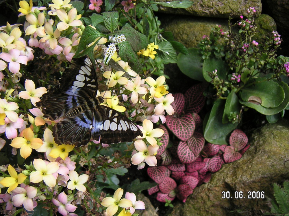 Ein blauer Schmetterling zur Pause auf einer Blüte