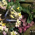 Ein blauer Schmetterling zur Pause auf einer Blüte