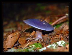 Ein Blauer steht im Walde