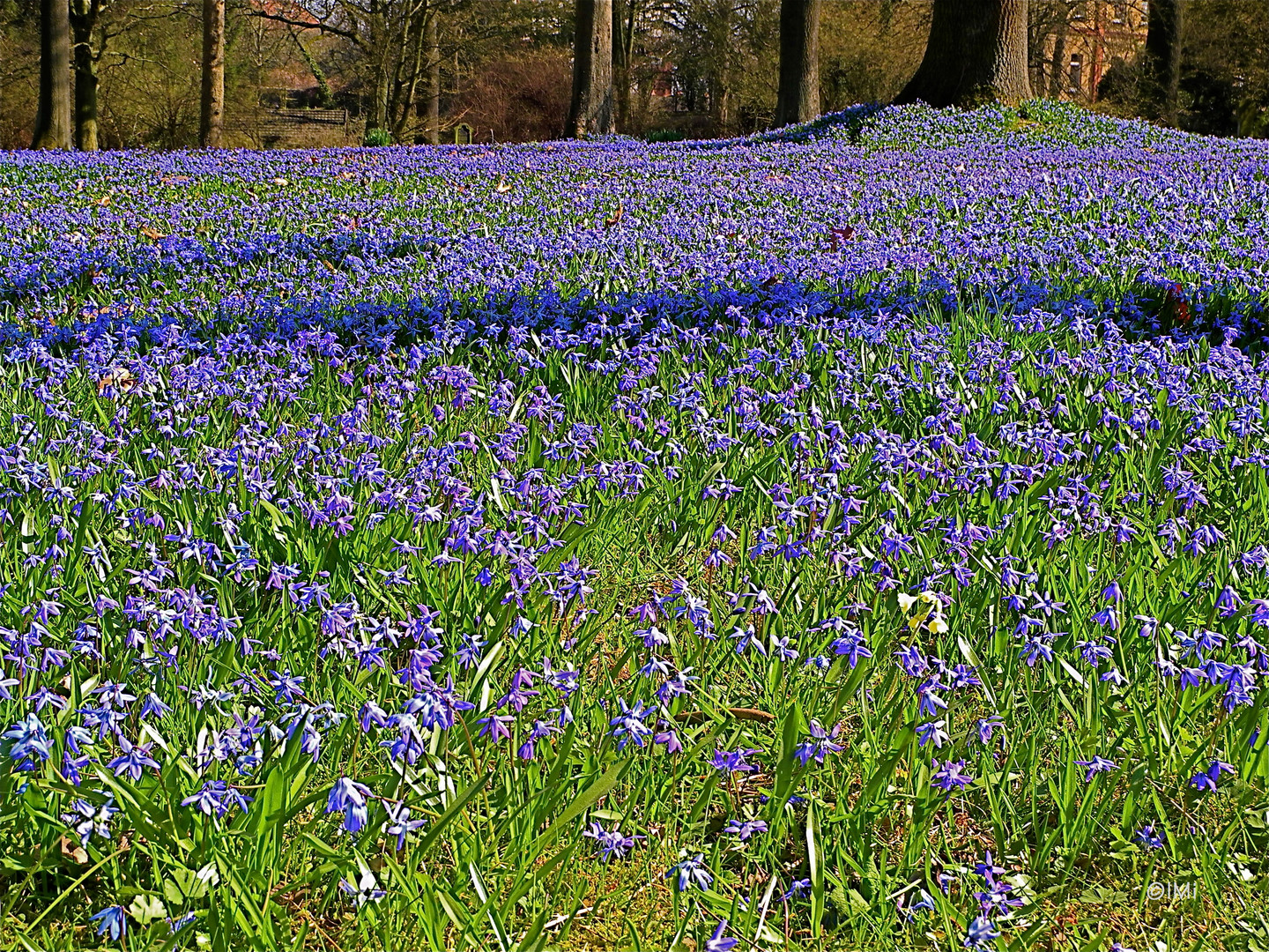 Ein blauer Teppich