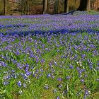 Ein blauer Teppich