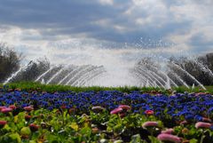 Ein blauer Teppich, zwischen Himmel und Erde