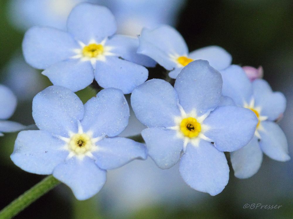 Ein blauer Traum