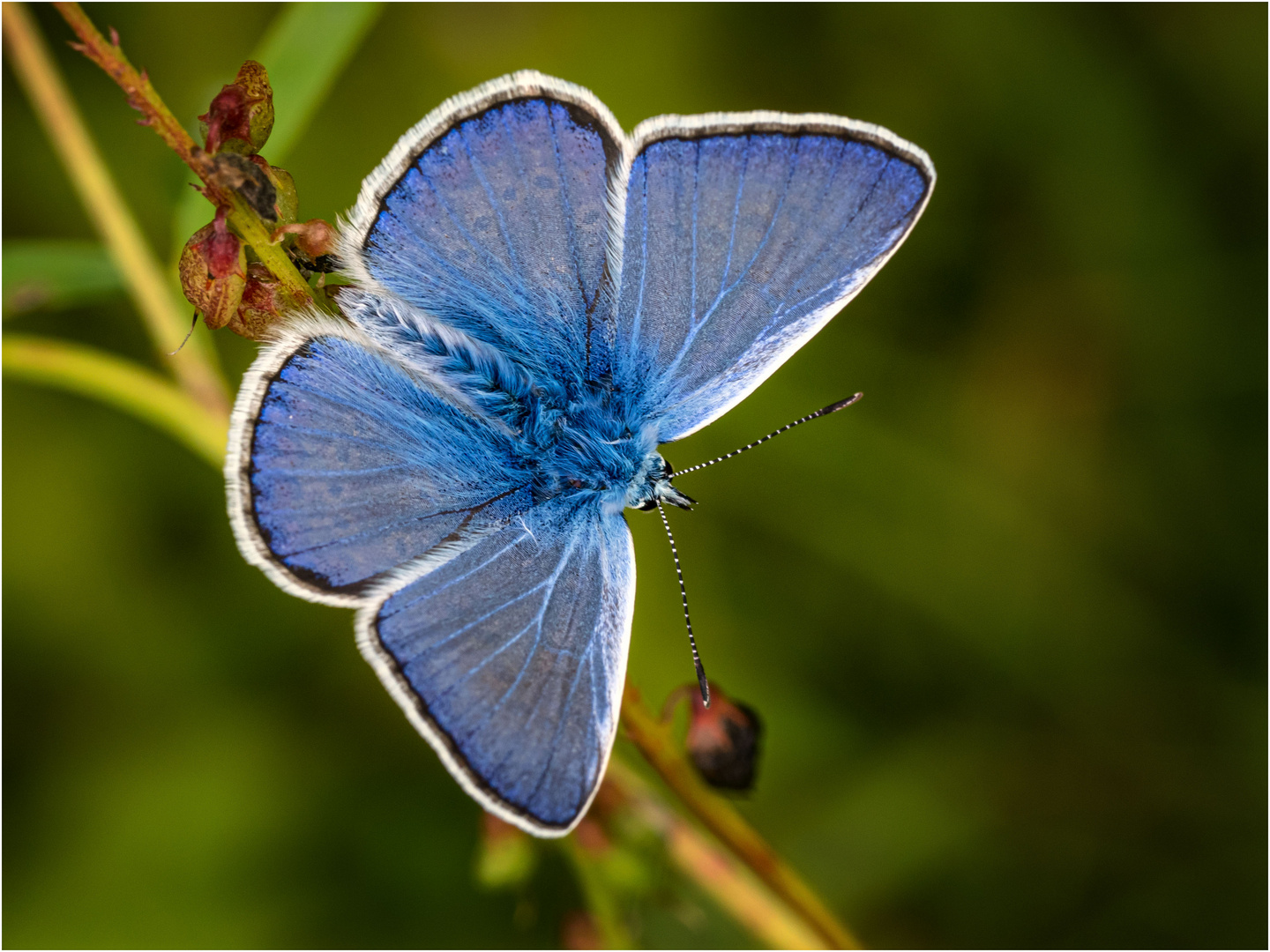 Ein blauer Tupfer