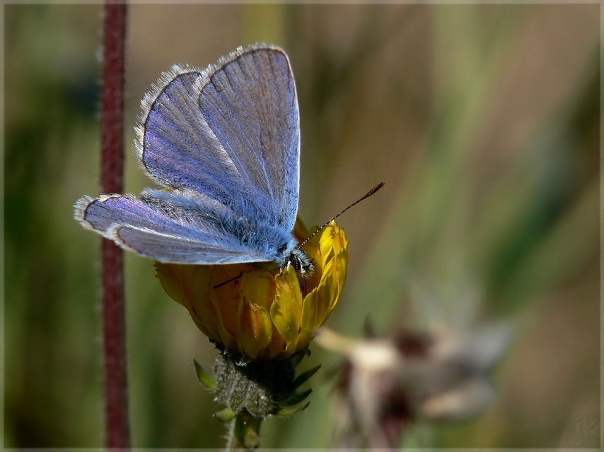 ein blauerer bläuling..