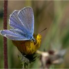 ein blauerer bläuling..