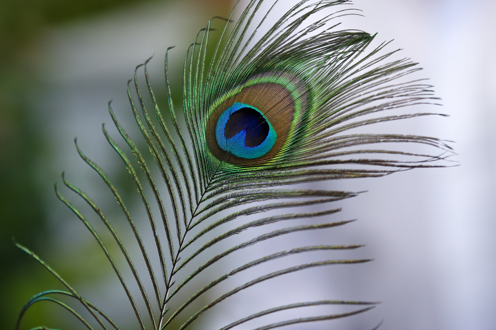 Ein blaues Auge der Natur