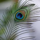 Ein blaues Auge der Natur