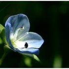 ein blaues blümchen