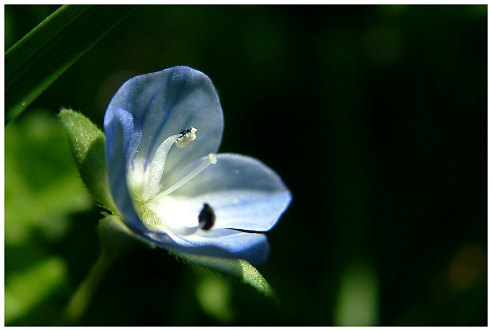 ein blaues blümchen