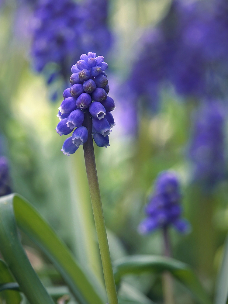 Ein blaues Blümchen