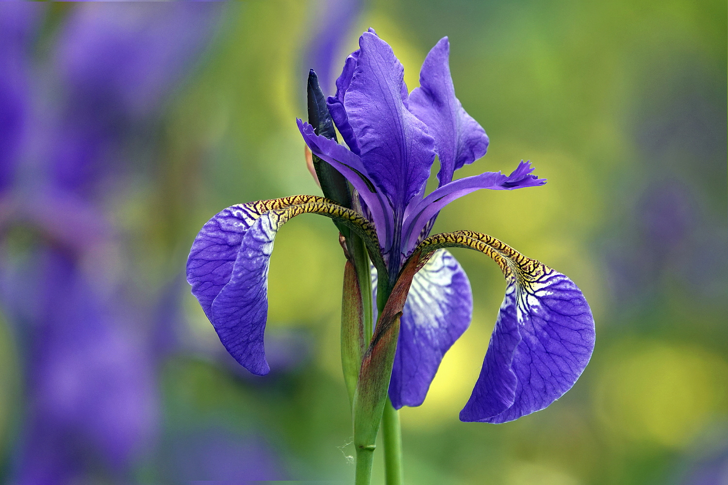 Ein blaues Blümchen