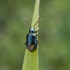 Ein Blaues Grashähnchen (Oulema gallaeciana) auf Weichgras