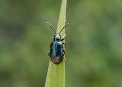 Ein Blaues Grashähnchen (Oulema gallaeciana) auf Weichgras