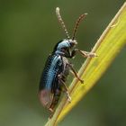 Ein Blaues Grashähnchen (Oulema gallaeciana) auf Weichgras