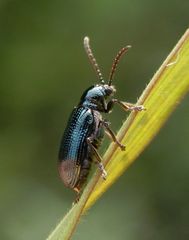 Ein Blaues Grashähnchen (Oulema gallaeciana) auf Weichgras