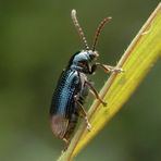 Ein Blaues Grashähnchen (Oulema gallaeciana) auf Weichgras