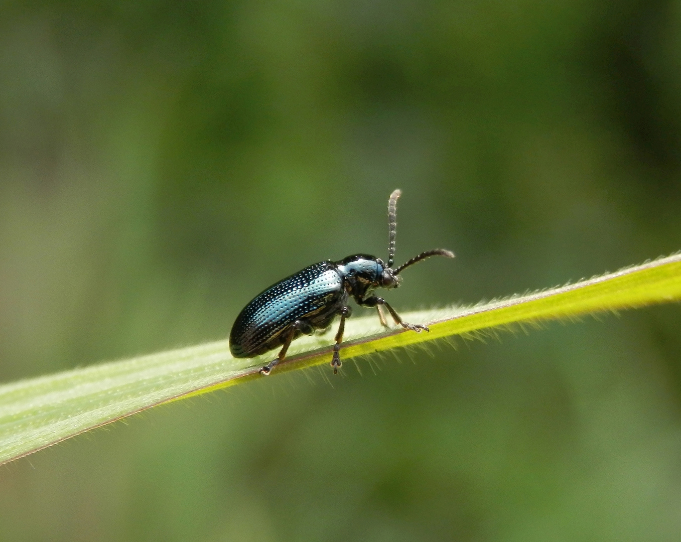 Ein Blaues Grashähnchen (Oulema gallaeciana) auf Weichgras