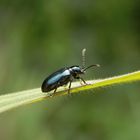 Ein Blaues Grashähnchen (Oulema gallaeciana) auf Weichgras