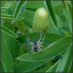 *Ein blaues Lupinenspinnchen*