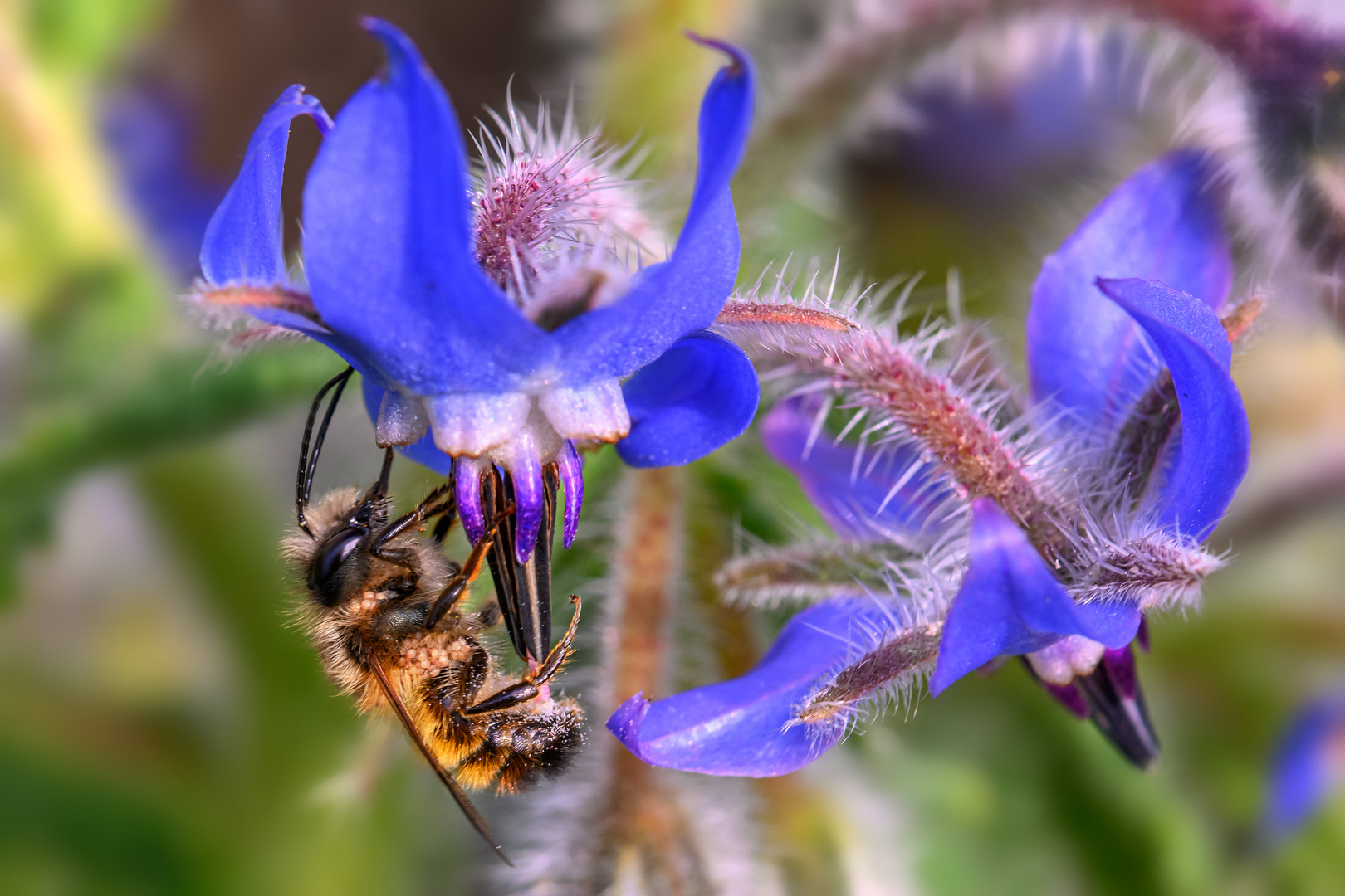 ein blaues Mittwochsblümchen