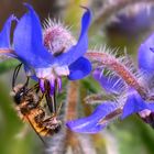 ein blaues Mittwochsblümchen