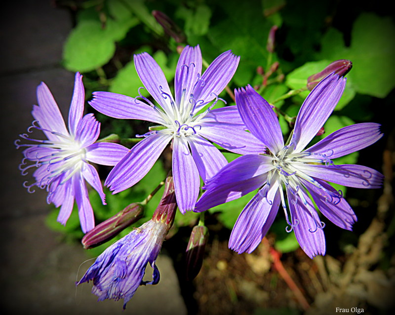 Ein blaues Montagsblümchen