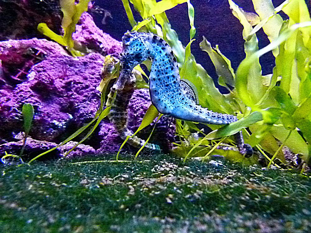 Ein blaues Seepferdchen Foto & Bild | tiere, zoo, wildpark & falknerei