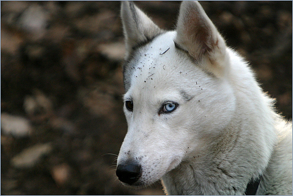 Ein blaues und ein braunes Auge...