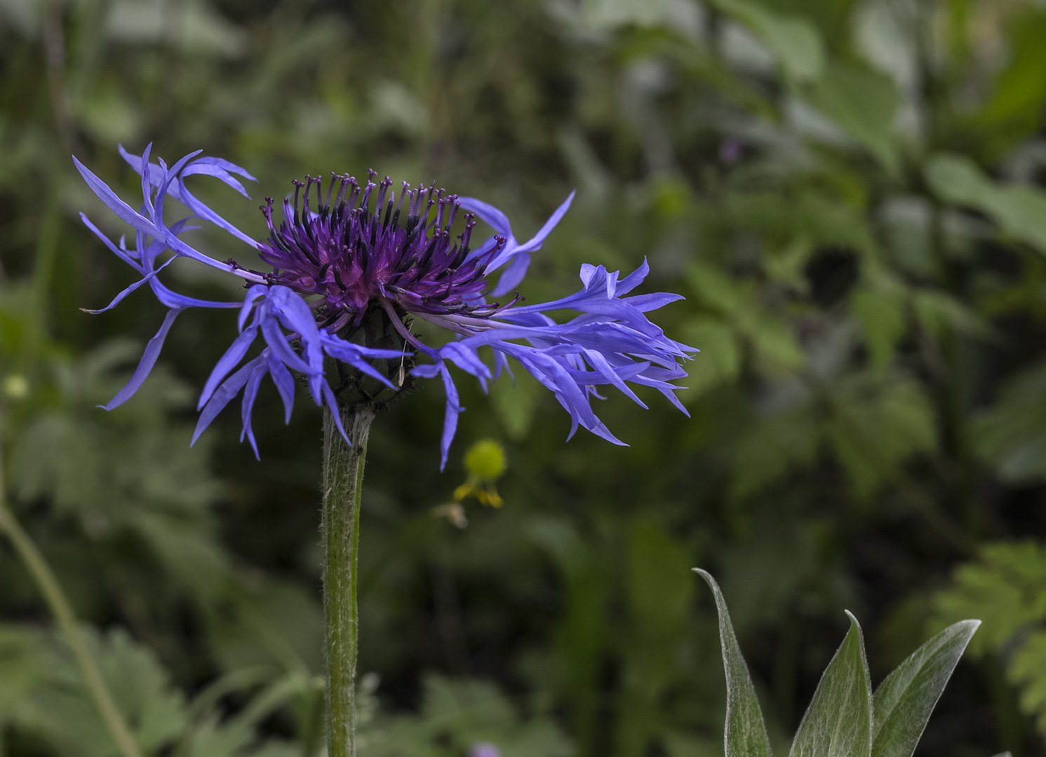 ***     ein blaues wochenende      ***